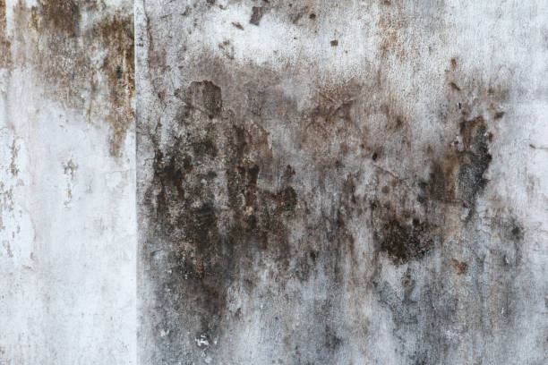 Best Mold-Related Health Consultation  in Florence, AL