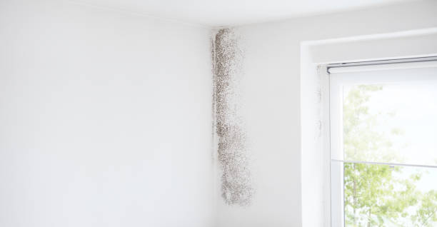 Best Dehumidification Services  in Florence, AL