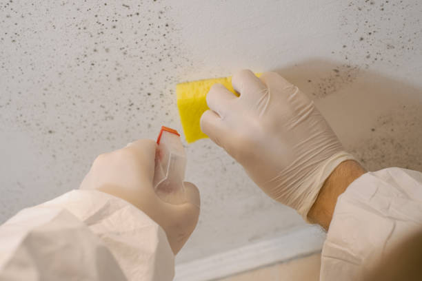 Best Comprehensive Air Testing for Mold Contaminants  in Florence, AL