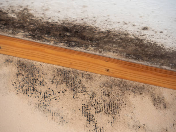 Best Asbestos and Lead Testing During Mold Inspection  in Florence, AL