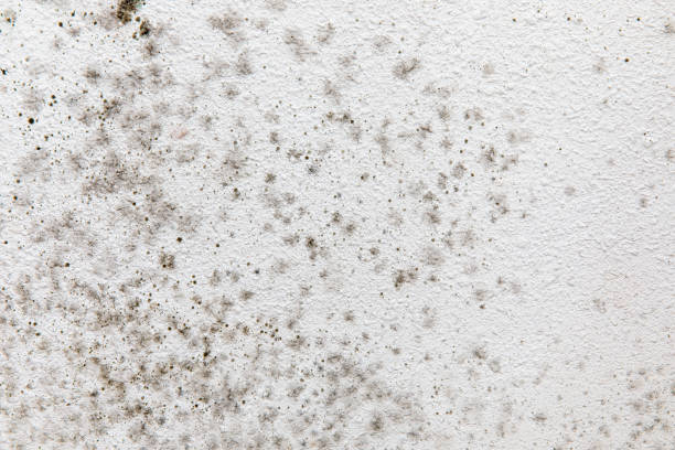 Reliable Florence, AL Mold Removal Solutions