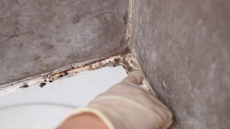 Best Mold Odor Removal Services  in Florence, AL